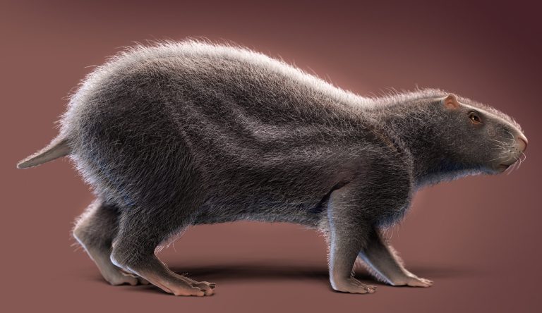 rodent 1 768x444