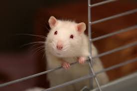 rodent 23 1