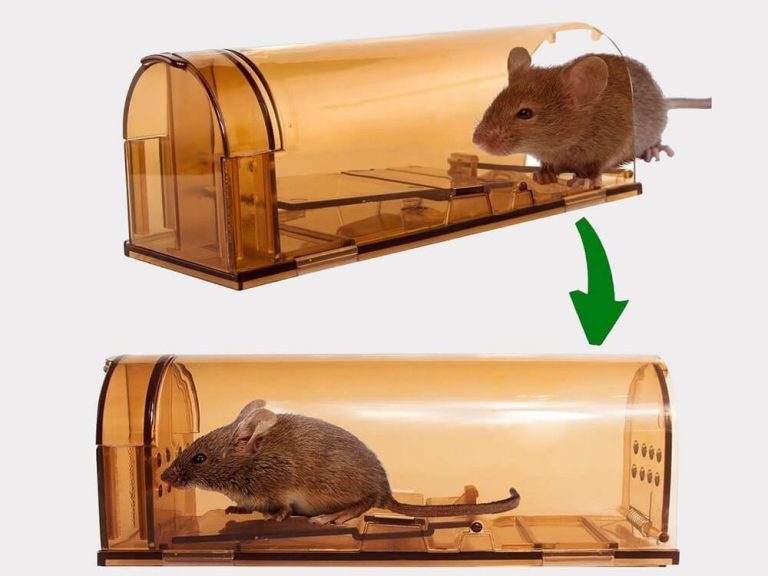 rodent 4 1 768x576