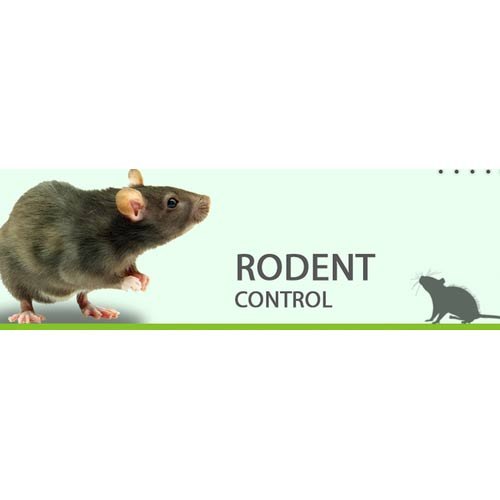 rodent 5 1