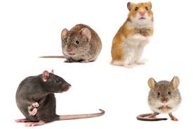rodent 56
