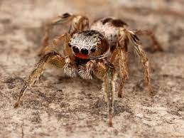 spider 32 2