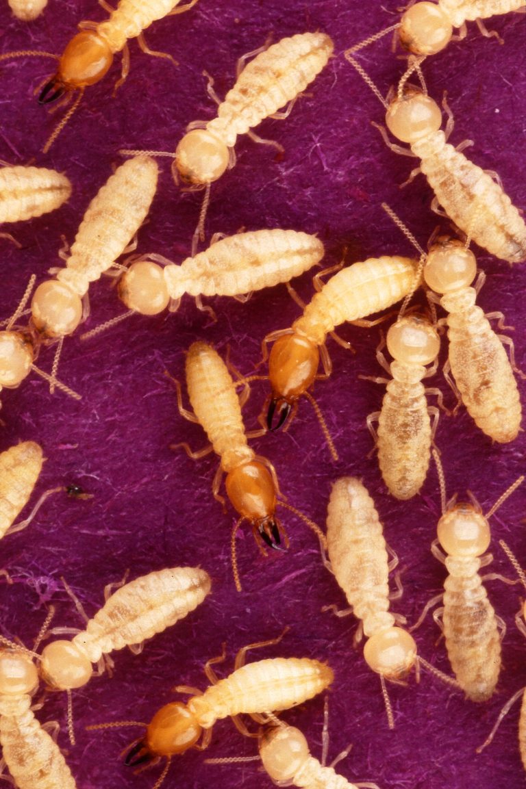 termite 1 1 768x1153