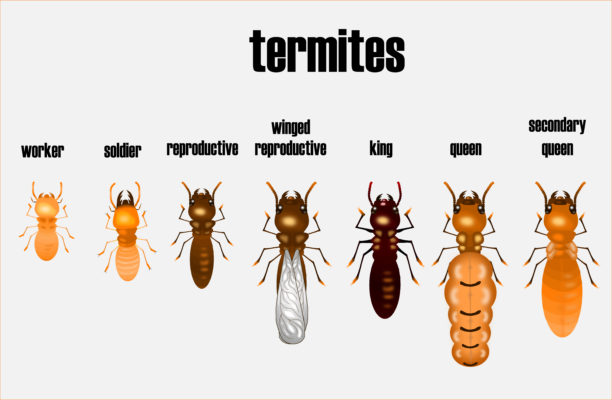 termite 2