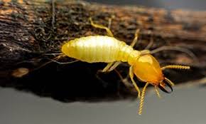 termite pic 12