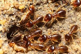 termite pic 22