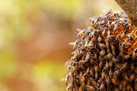 Bee control 21