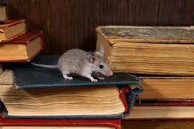 rodent 11 1