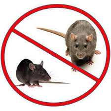 rodent 21