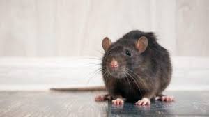 rodent 22