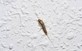 silverfish 0