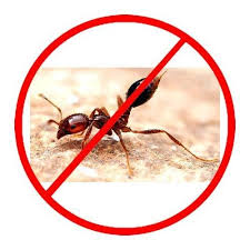 Ant 2