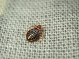 bed bug 2