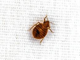 bed bug.