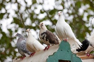 bird control perth