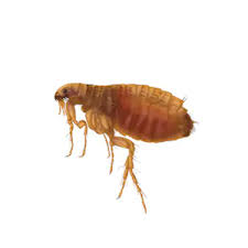 fleas 21