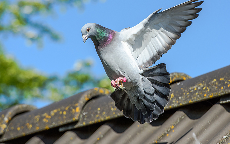 pest bird control