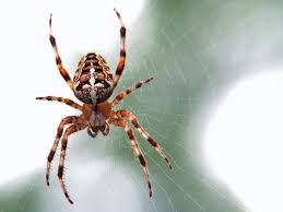 spider 1 1