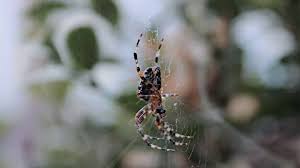 spider 2 1