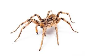 spider 3 1