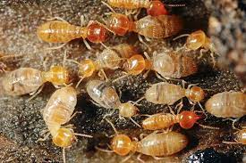 termites 1