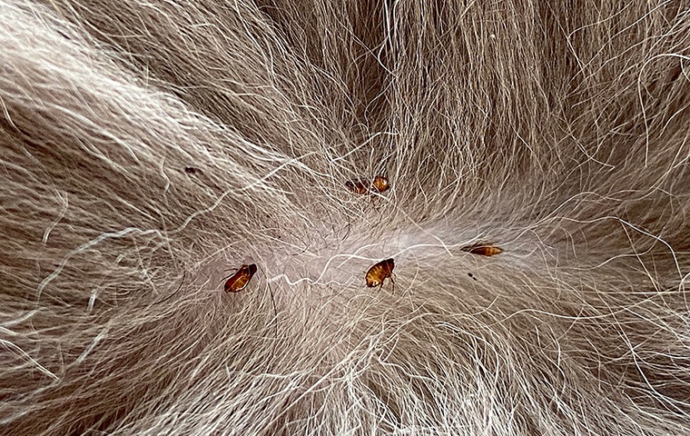 flea identification.v8
