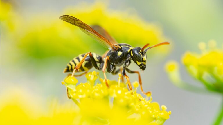 skynews wasp flower 5359508 1 768x432