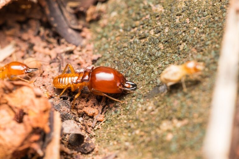 pest control 1 768x512
