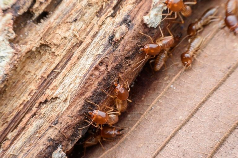 pest control 7 768x512