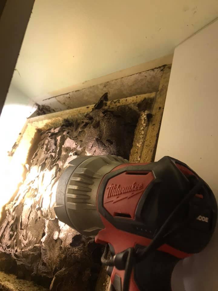 Pest control near me