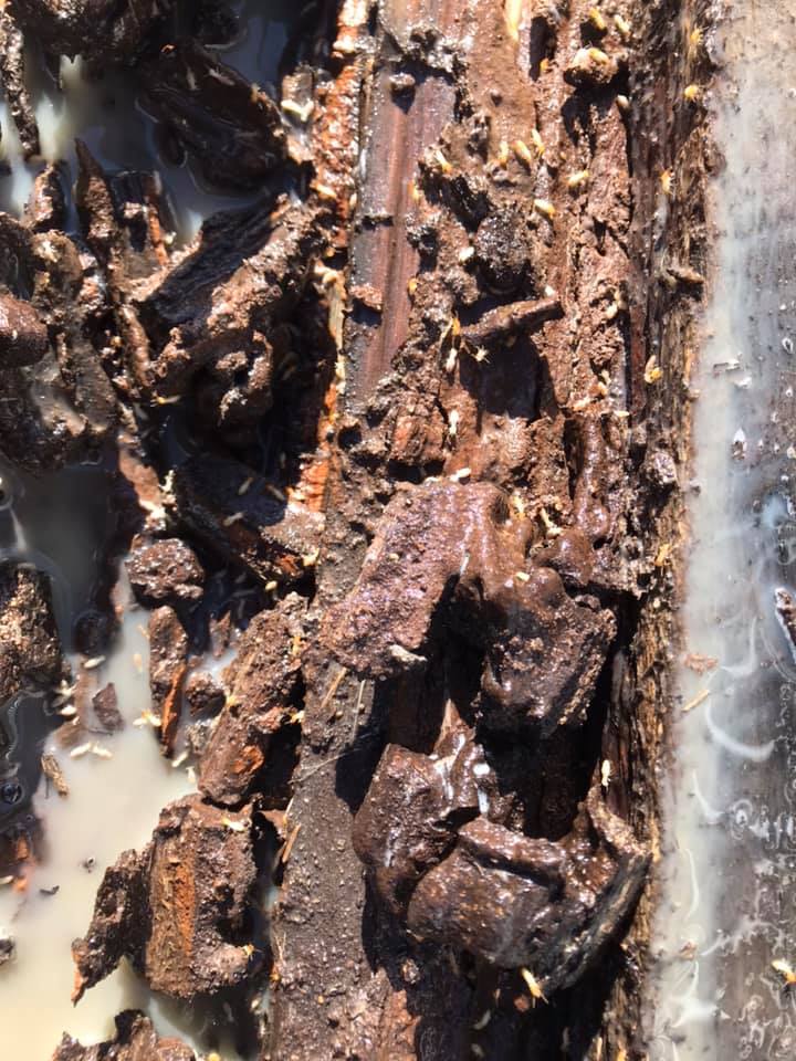 Termite Control North Brisbane