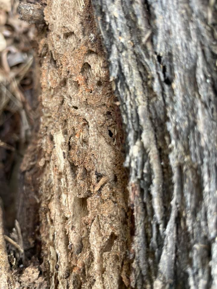termite and pest control North Brisbane